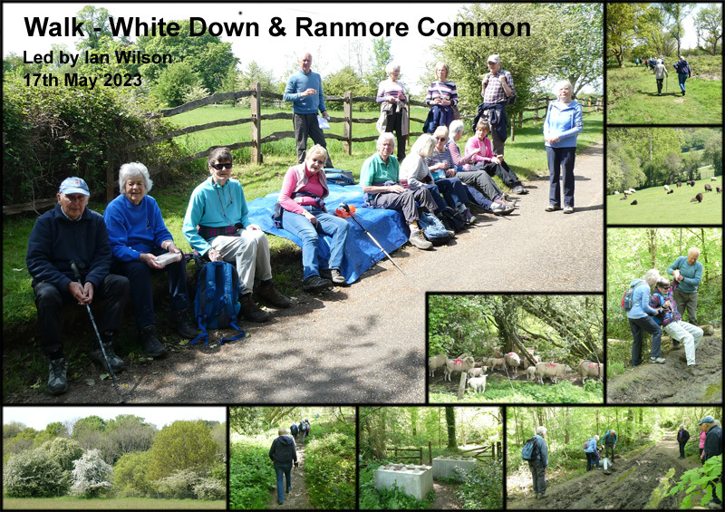 Walk - White Down & Ranmore Common - 17th May 2023